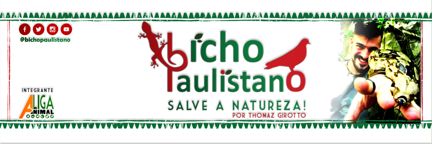 Bicho Paulistano | Salve a Natureza!