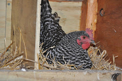 coop inside chickens peek chicken shelter feet egg