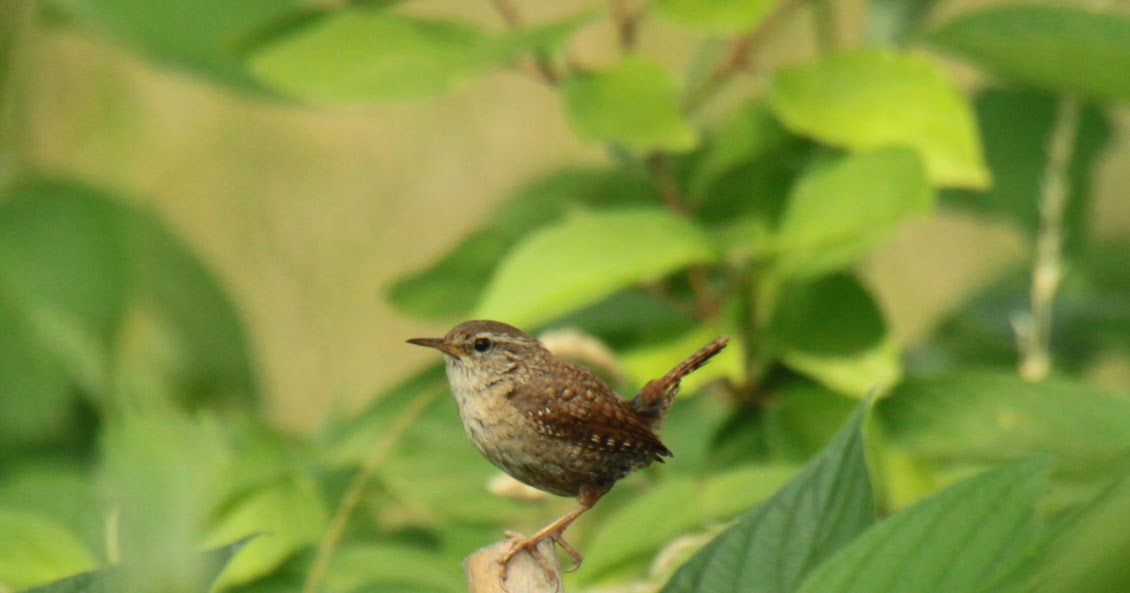 BO629HR Winterkoninkjes in de zomer.