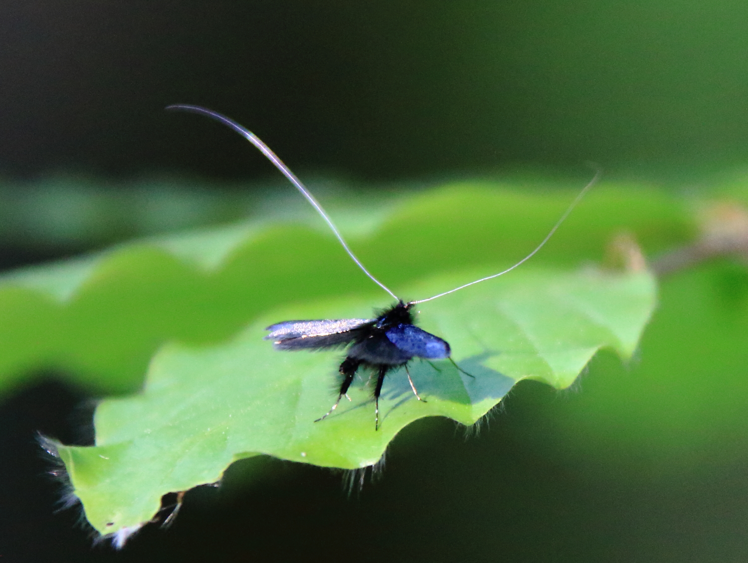 PassionApiculture. Le blog de l'Abeille Pat