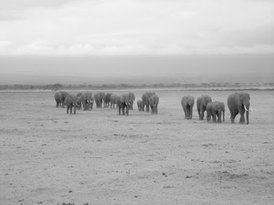Elefantes en Africa