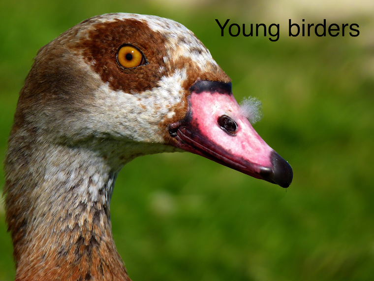 Young birders