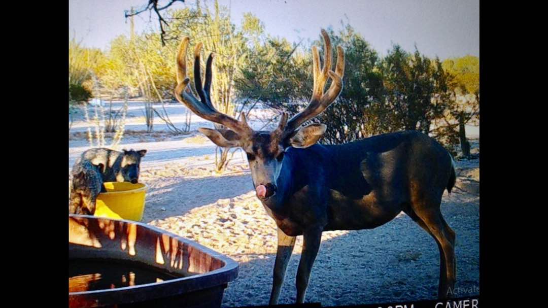 DIIZCHE SAFARI ADVENTURES Blog Hunting in Sonora, Sullivan Mule and Coues