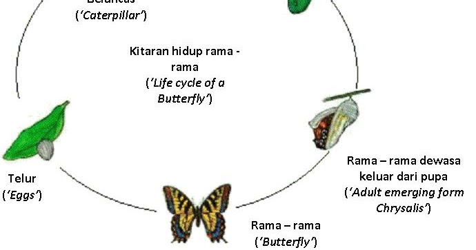 Kitaran Hidup Rama-Rama Prasekolah / Alam sains yang menyingkap