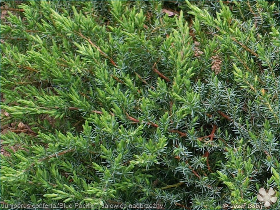 Juniperus conferta 'Blue Pacific' - Jałowiec nadbrzeżny