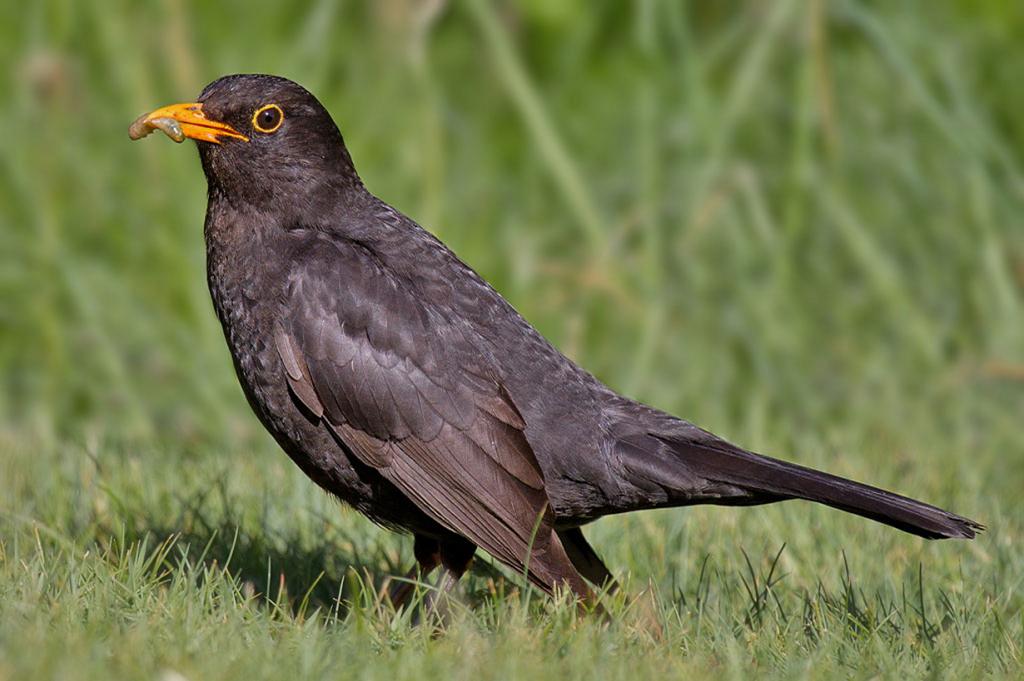 Common blackbird Amazing Pets For You