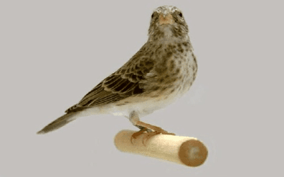 Daftar Resmi Harga Burung Sanger Update Terbaru Ketika Ini