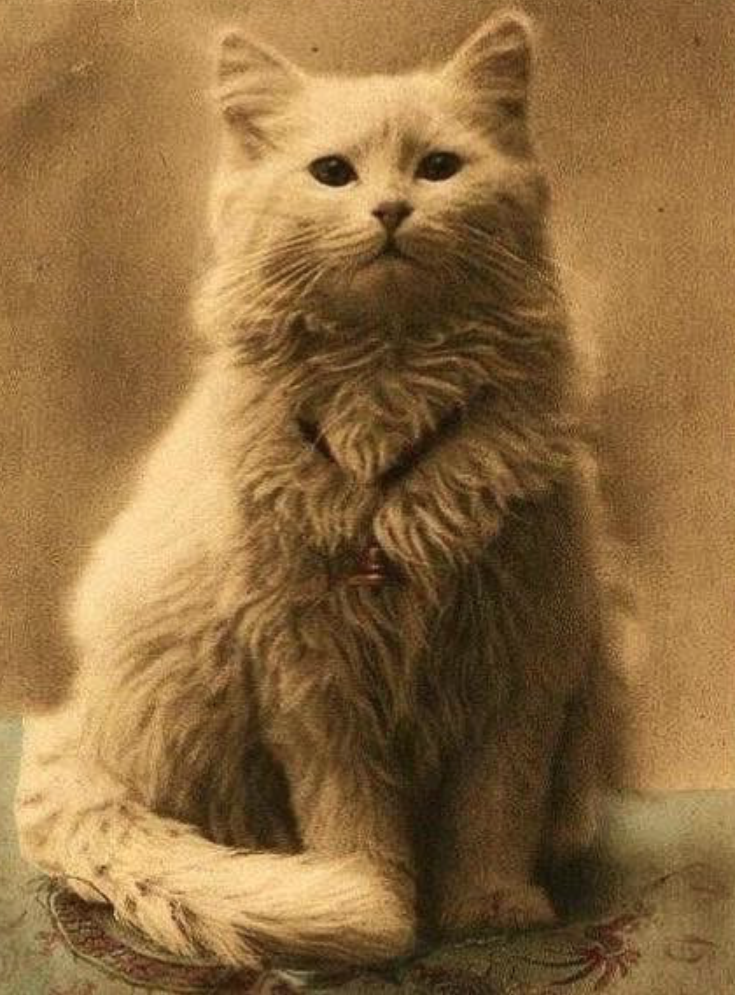 Cat Photo From the 1800s