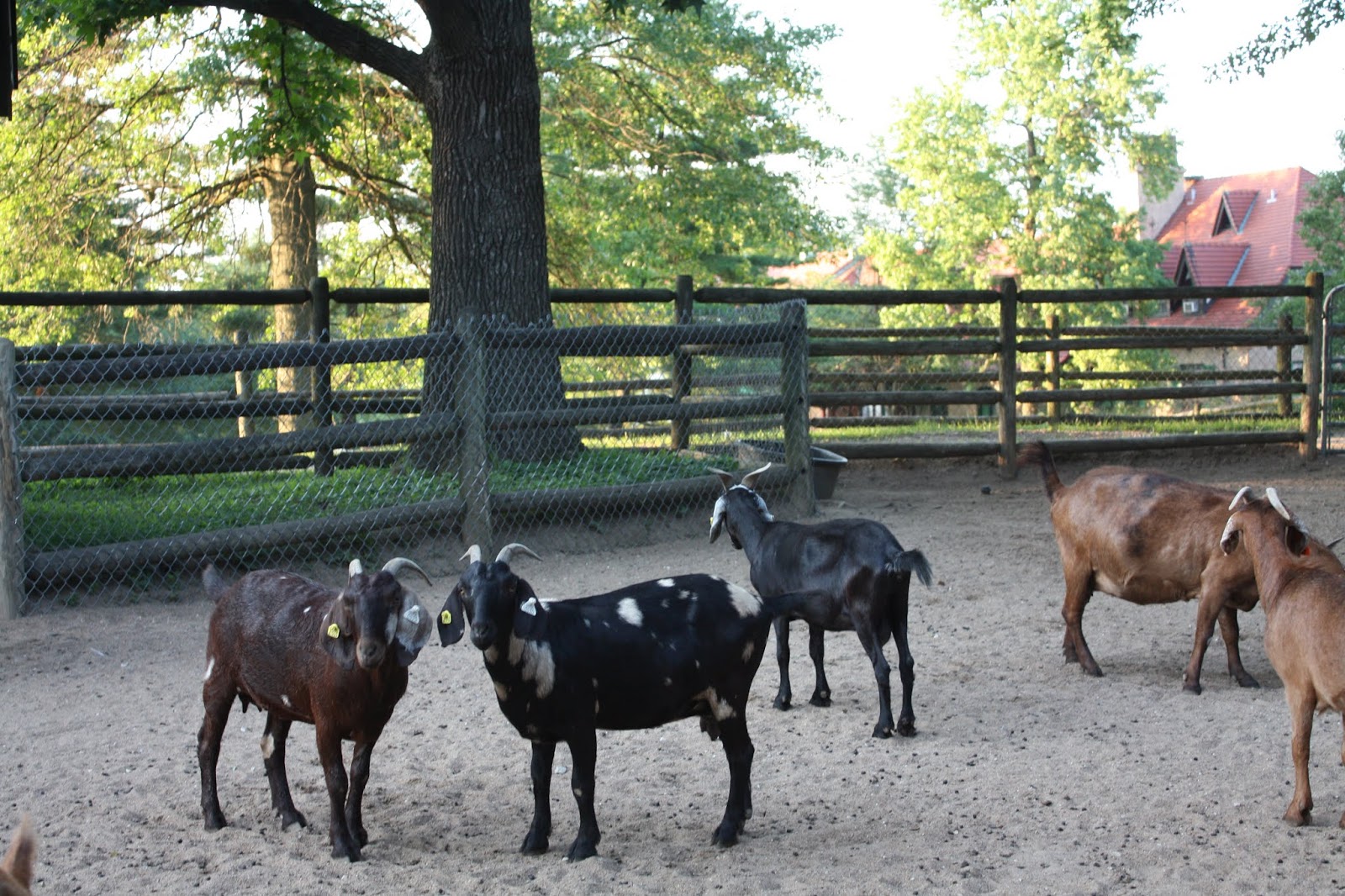 A Little Time and a Keyboard An Evening with the Animals at Grant's