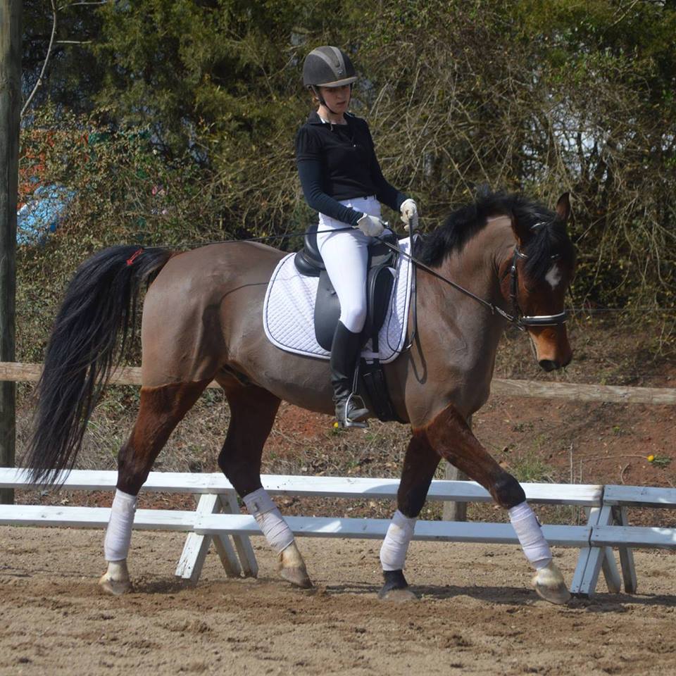 Playland Equestrian Center Horse Boarding, Horse Sales & Horse