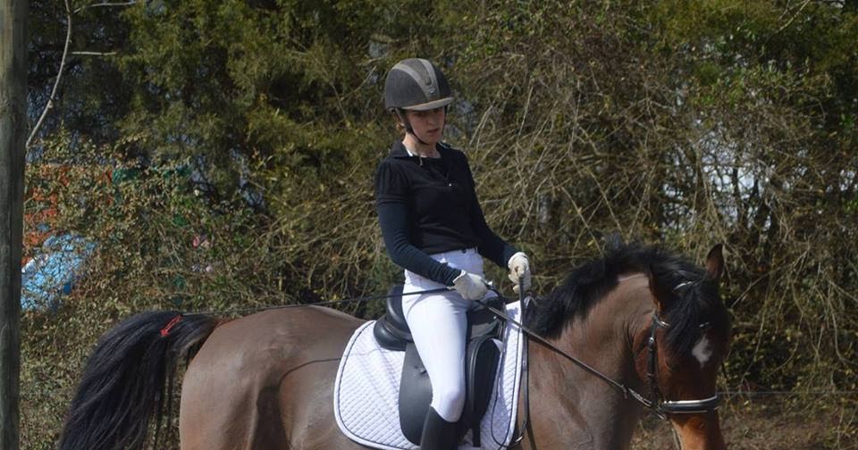 Playland Equestrian Center Horse Boarding, Horse Sales & Horse