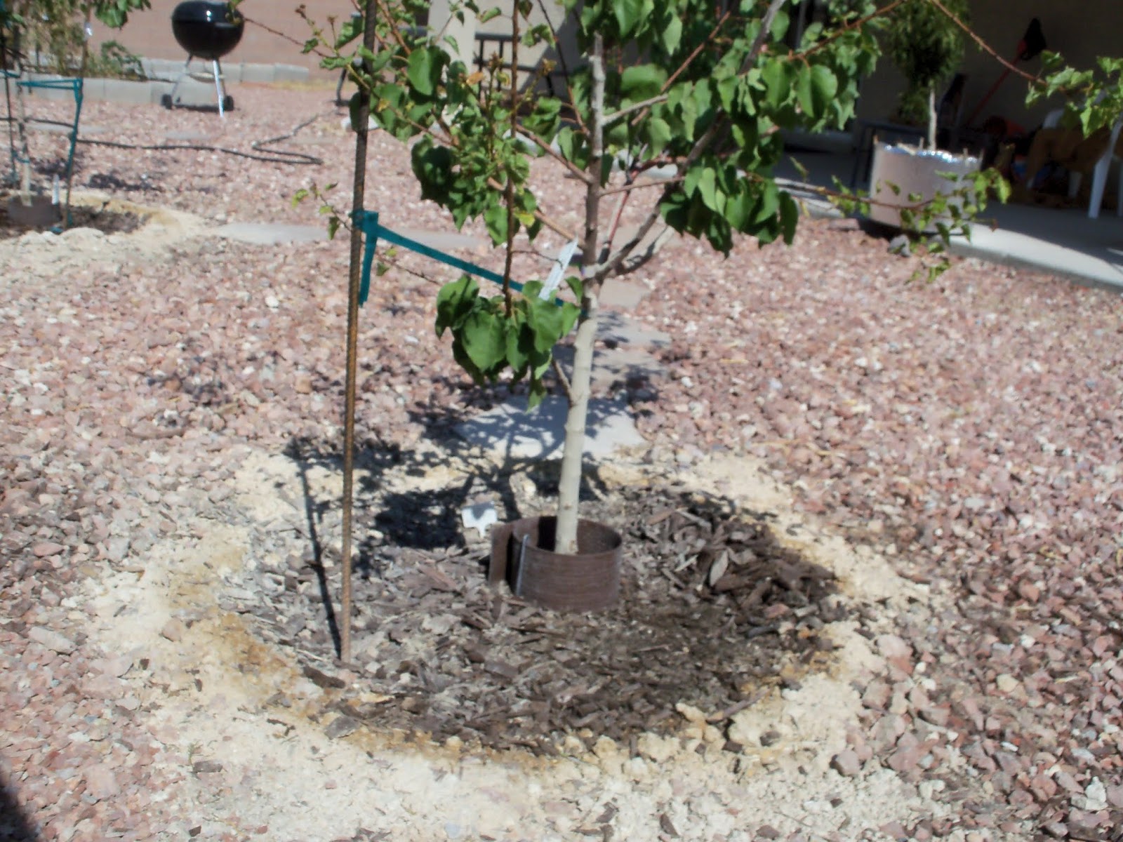 Xtremehorticulture of the Desert Which Fertilizer to Use on My Fruit