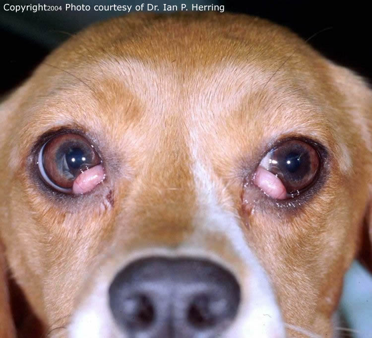 Blog Country Oaks Animal Hospital