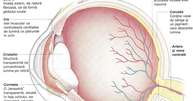 câți megapixeli de vedere umană perm oftalmolog