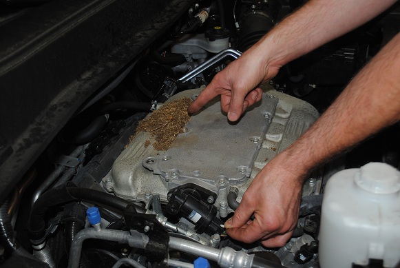 MEC&F Expert Engineers : RODENTS EAT THE SOY-WIRES OF VEHICLES: car