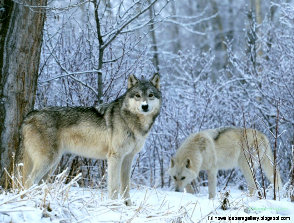 Winter Wolves Animals