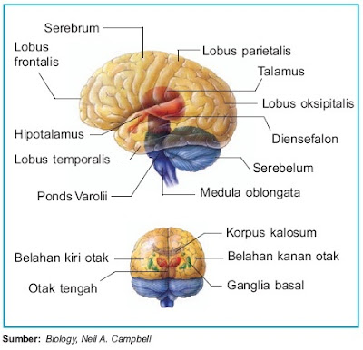 Diagram anatomi otak manusia yang menunjukkan berbagai struktur penting.