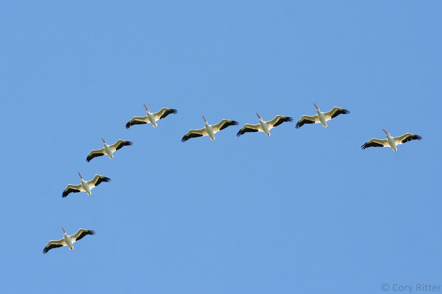 American White Pelicans Duluth Hawk Ridge