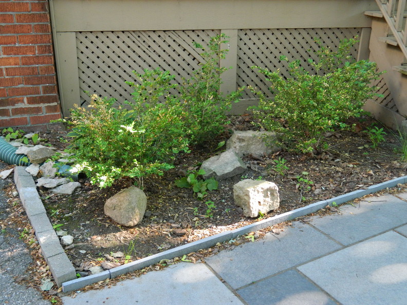 Juniper Hill Confessions Of A Boxwood Lover