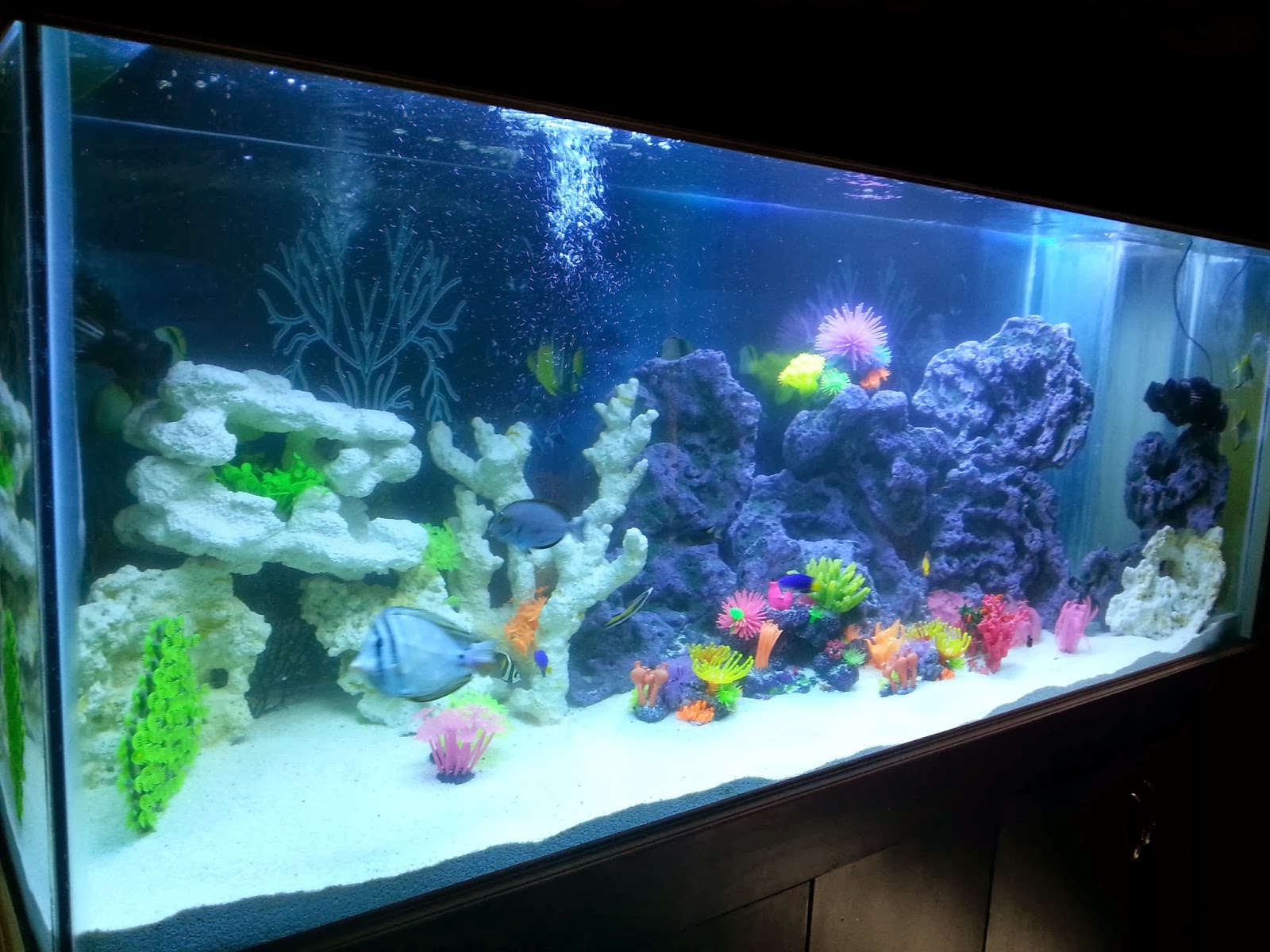 Aquarium Shop in Hyderabad 2013