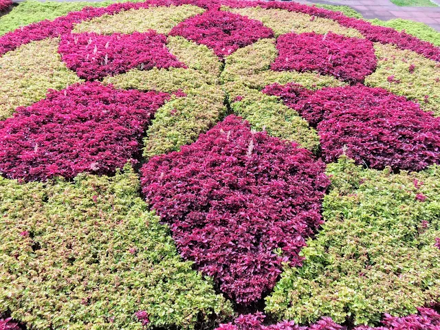 Patterned shrubbery at the Madeira Botanical Garden