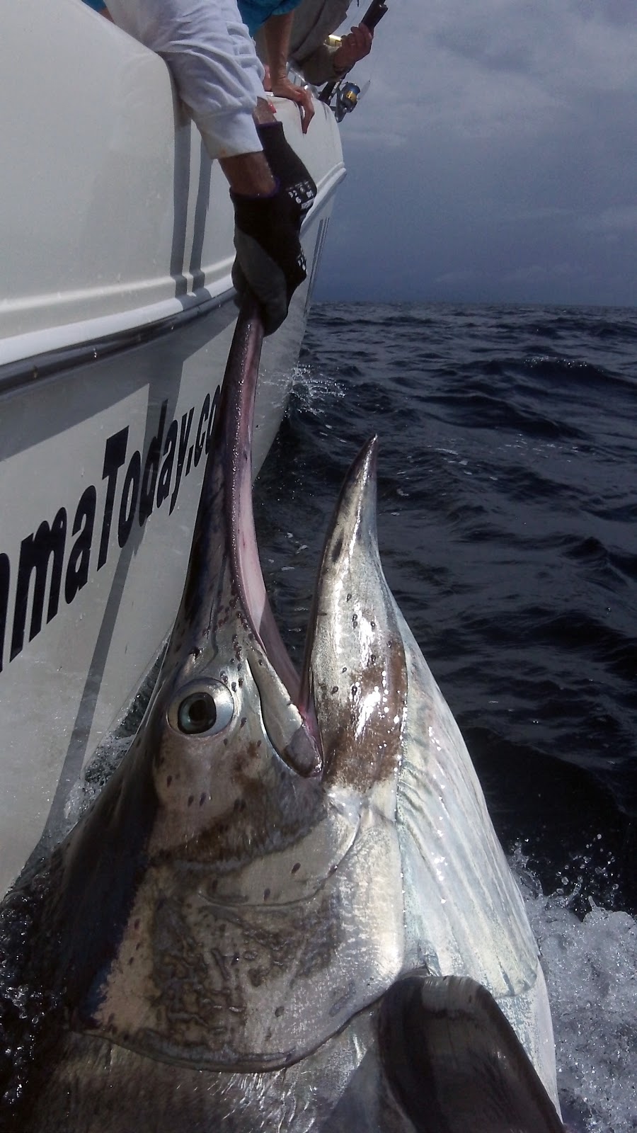 EXTREME BLACK MARLIN: Panama Black Marlin