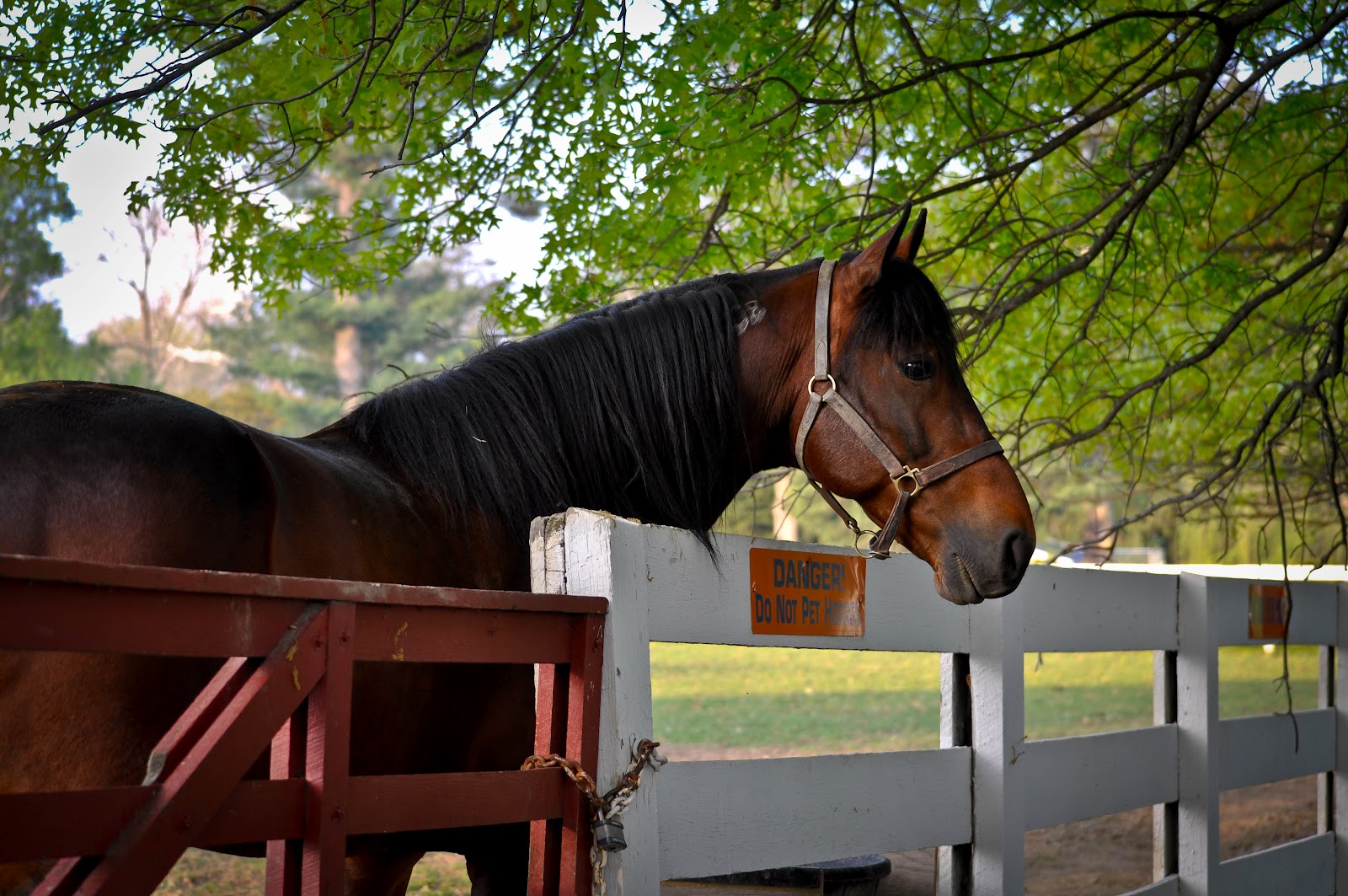 . Sarafina Photography Standardbred Horses at Hanover Shoe Farms
