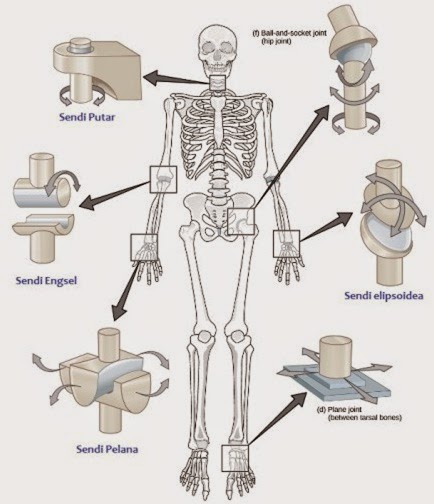 freely movable joints freely movable joints