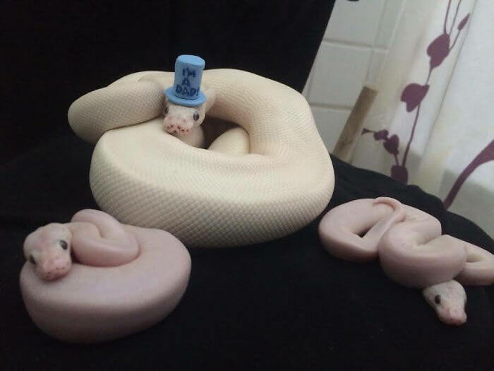 20 Adorable Pictures Of Snakes To Help You Get Over Your Fear