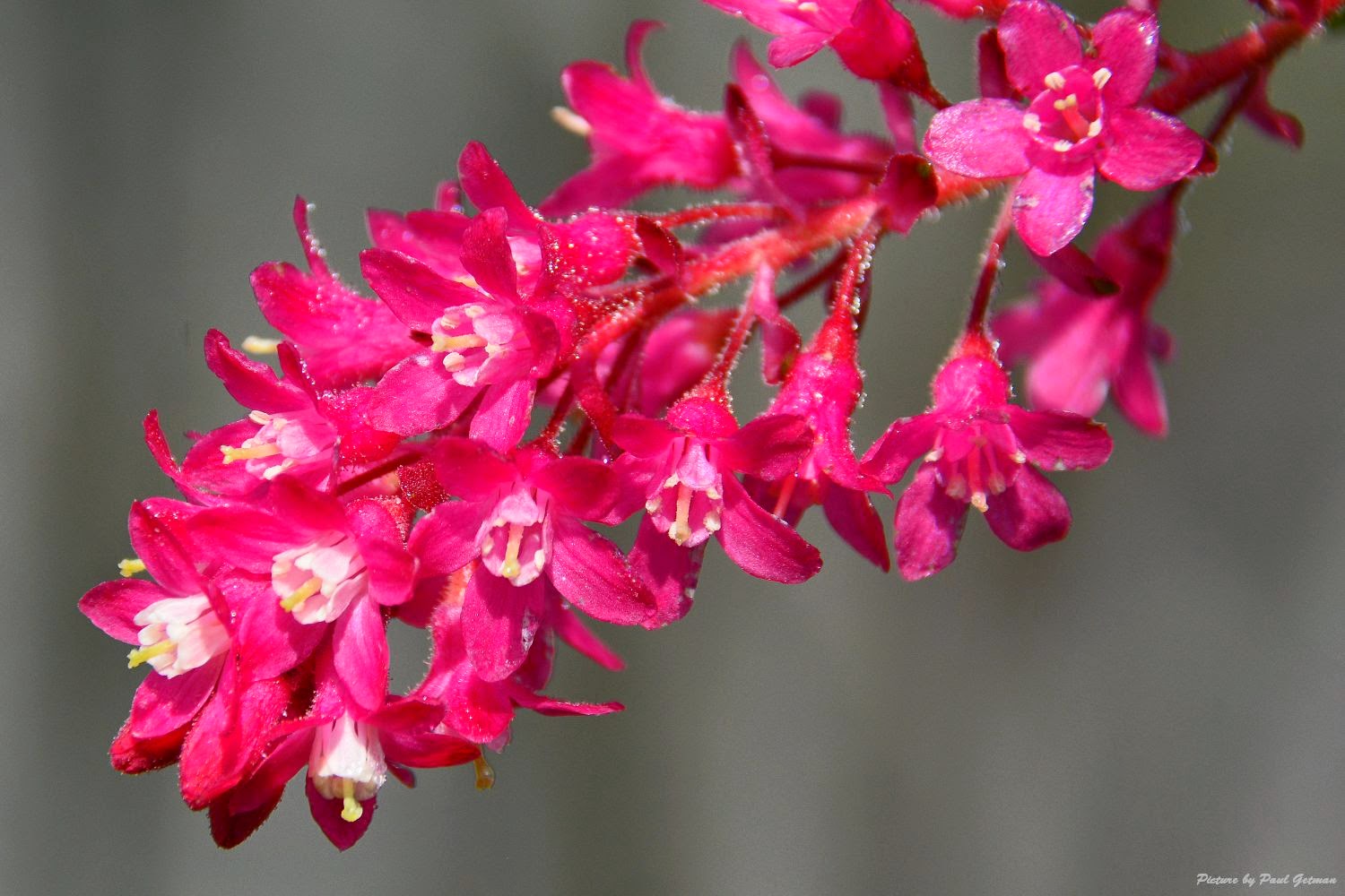Shutterbugs Capturing the World Around Us Dunno flowers and Elder Berry blossoms