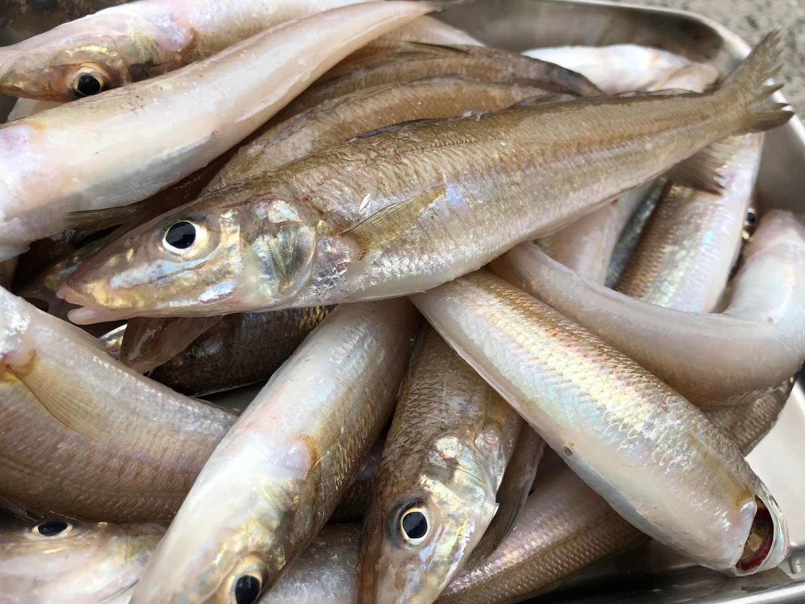 鮨と魚料理の保広ブログ キス漁が解禁