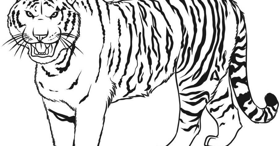 Gambar Mewarnai Gambar Harimau Untuk Anak Gambar Mewarnai Gambar Harimau Untuk Anak