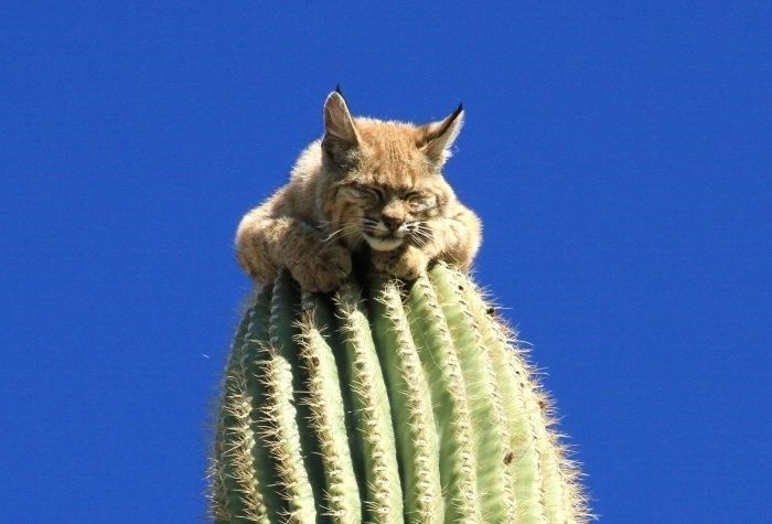 White Wolf : Bobcat Sitting on Top of 40 Foot Tall Cactus in the