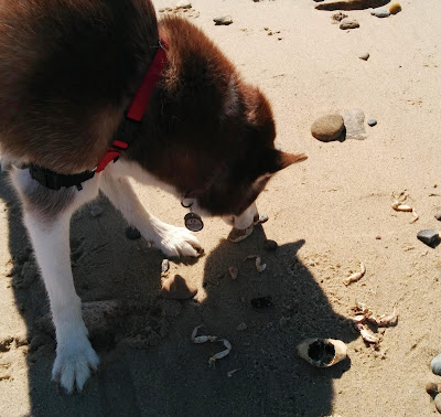 The beach near the Montauk Lighthouse in Long Island NY is dog friendly!