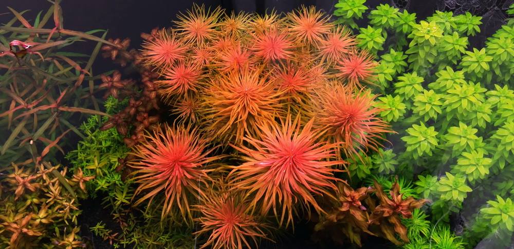 Vẻ đẹp của cây thủy sinh Hồng Thái Dương