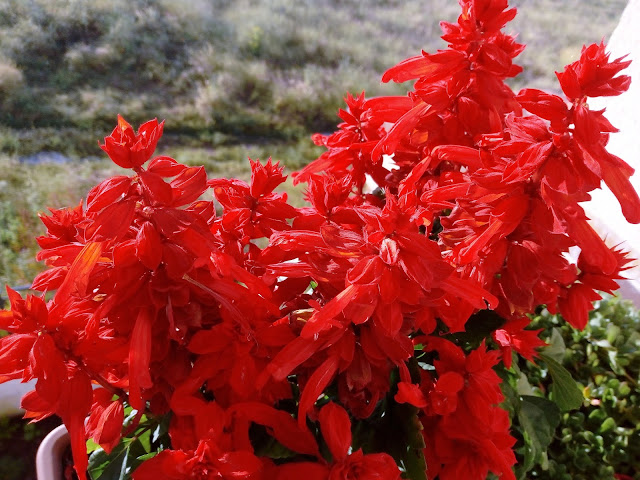 Salvia roja (Salvia splendens Sellow ex Schult.).