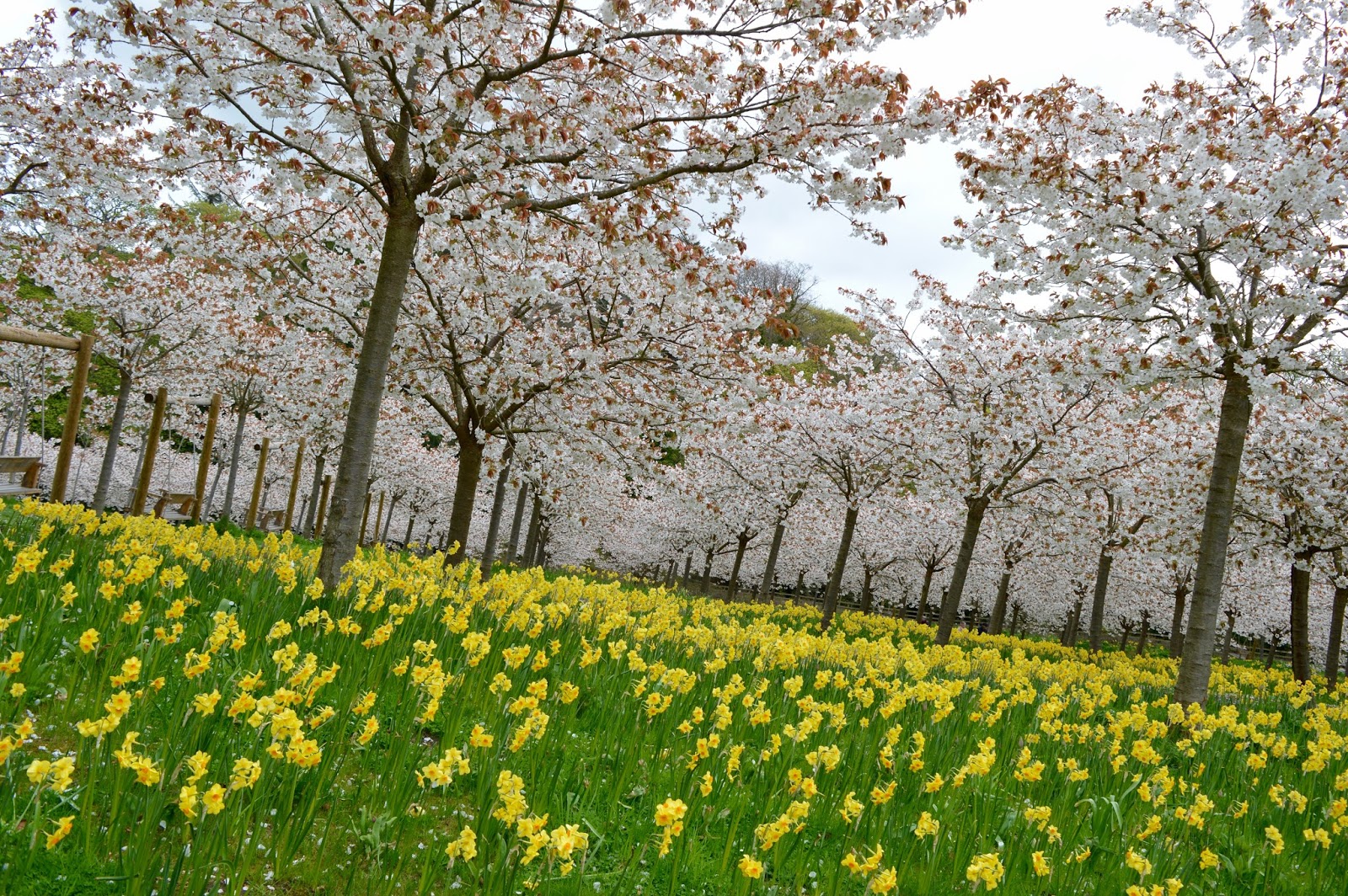 The Cherry Blossom Orchard at The Alnwick Garden North East Family Fun