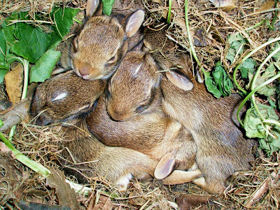 Fada Moranga: Celebrating spring bunnies!