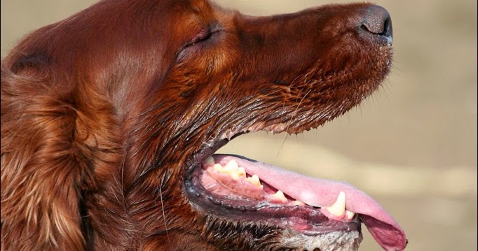 Cachorro babando e espumando Clearance