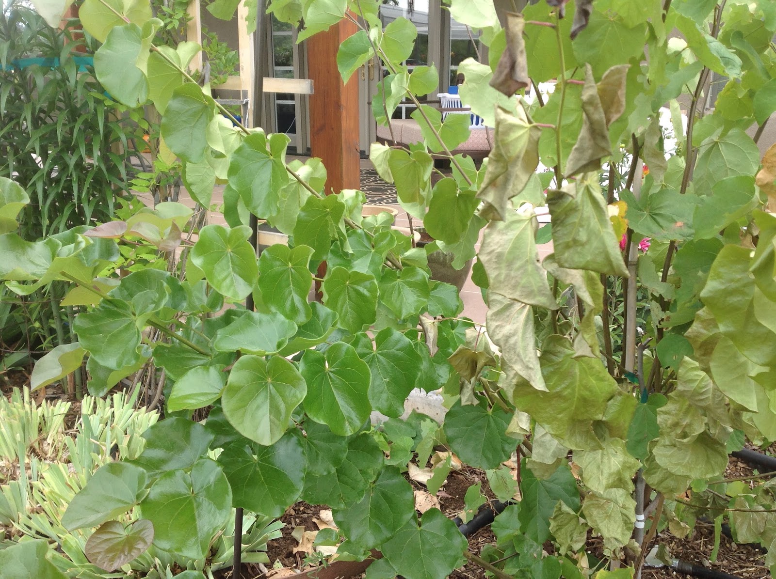 Xtremehorticulture of the Desert Redbud Branches Dying Might Be
