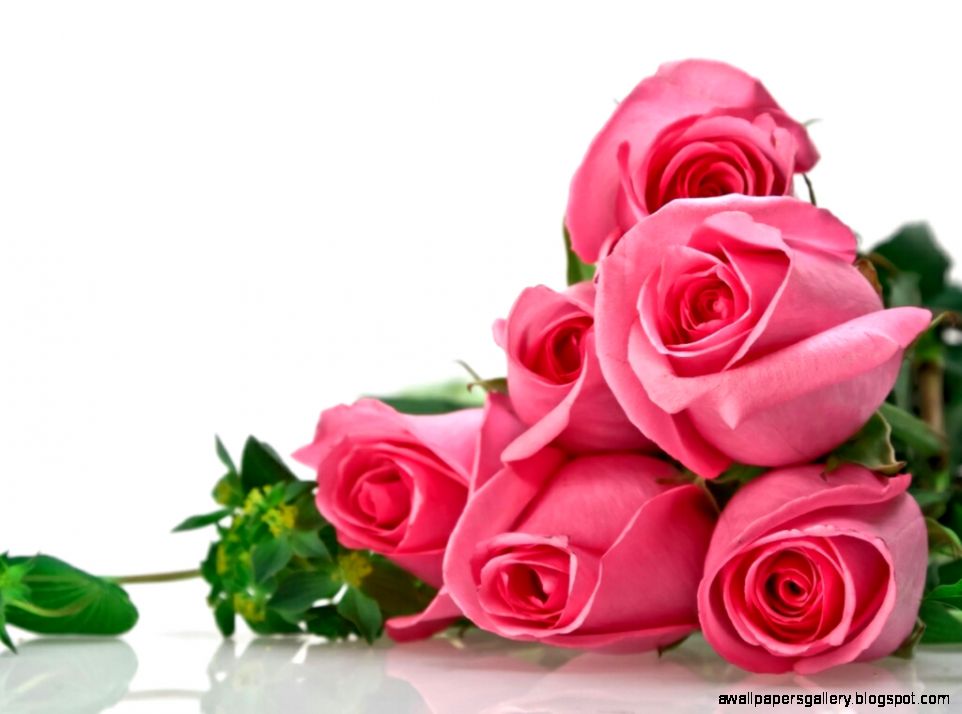 Beautiful Flowers Roses