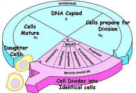 Cell Cycle Phases and Checkpoints