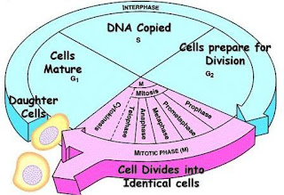 Phases of cell Cycle