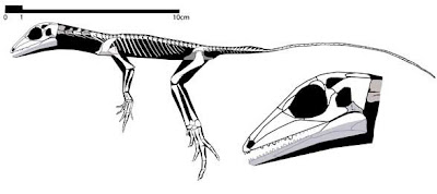 craneo y esqueleto de Eudibamus