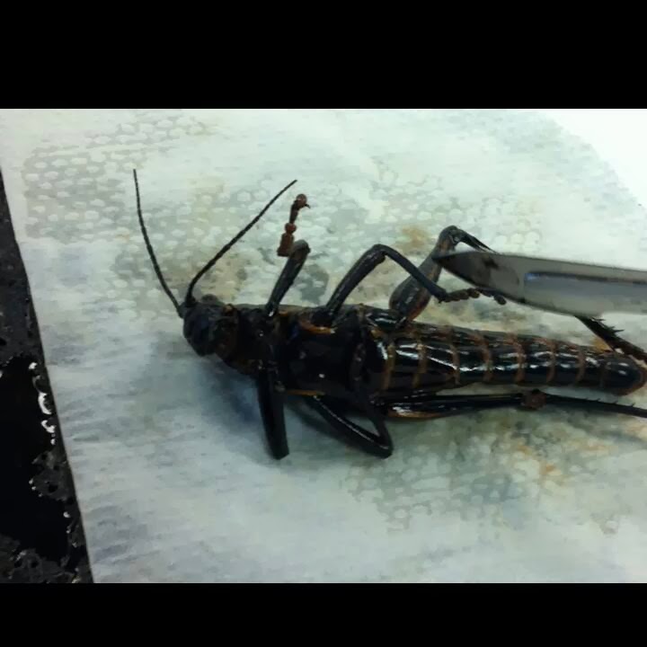 Raaj's Awesome Biology Blog Omg DISSECTION