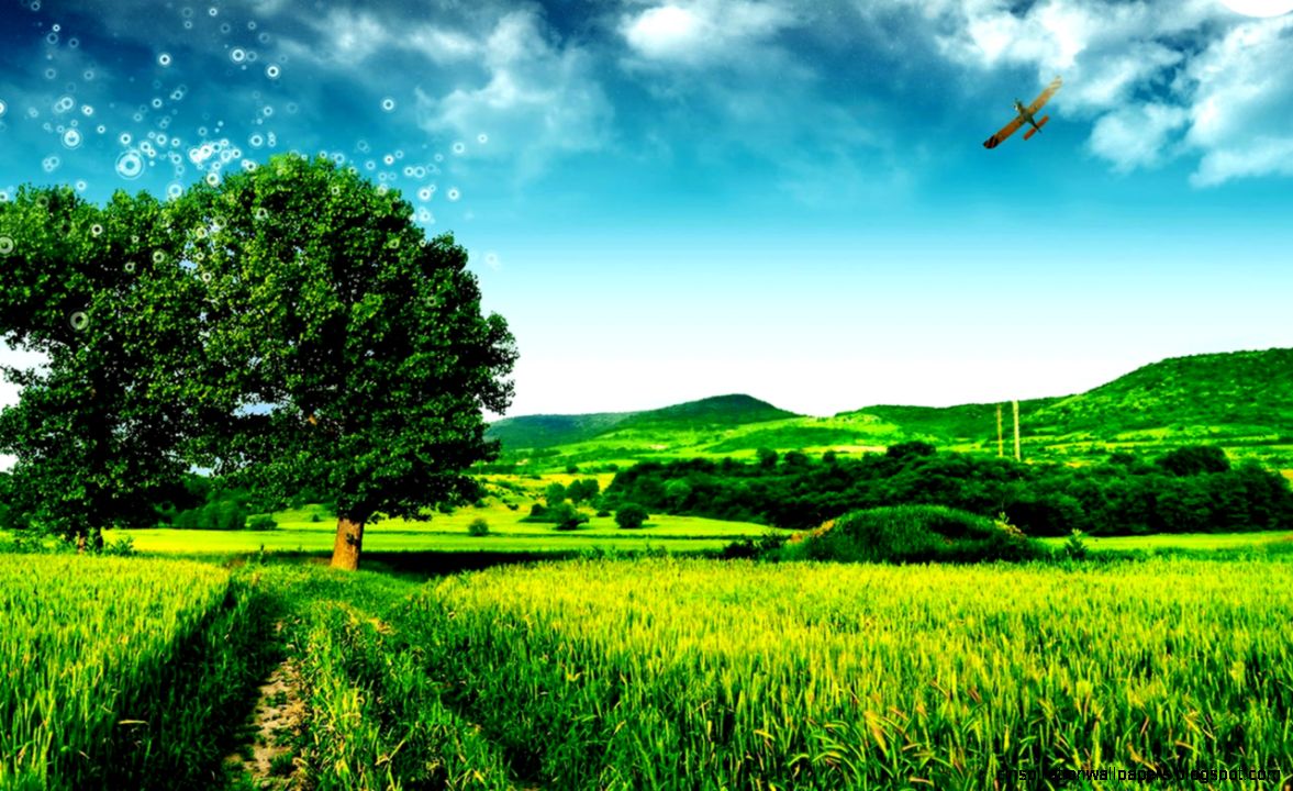 Field crops tree hill sky － Landscape Wallpapers   Free download