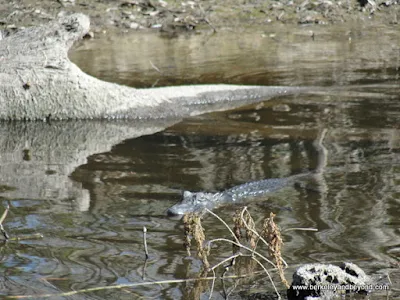 alligator spotted on Cajun Pride Swamp Tour in LaPlace, Louisiana