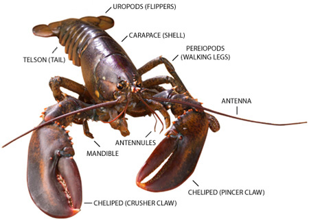 Lobster | Animal Wildlife