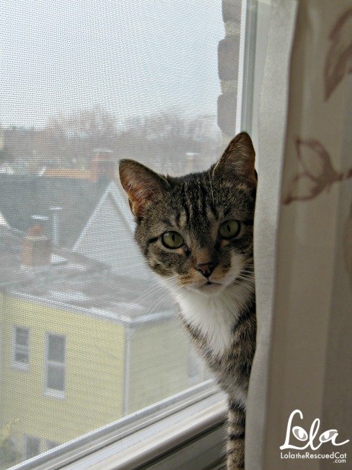 Tabby cat in window