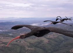 formation birds why fly bensozia